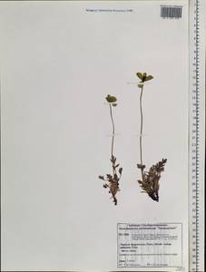 Oreomecon lapponica (Tolm.) Galasso, Banfi & Bartolucci, Siberia, Central Siberia (S3) (Russia)
