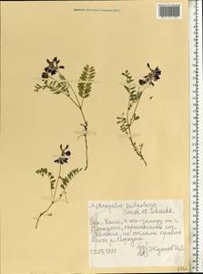 Astragalus norvegicus Grauer, Eastern Europe, Northern region (E1) (Russia)