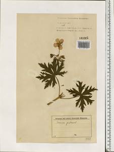 Geranium pratense L., Eastern Europe, North-Western region (E2) (Russia)