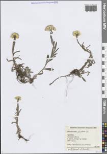 Helichrysum plicatum DC., Caucasus, Armenia (K5) (Armenia)