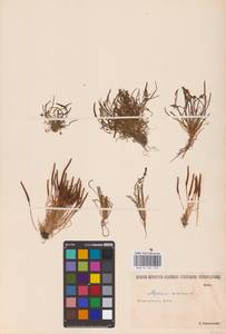 Myosurus minimus L., Eastern Europe, Lower Volga region (E9) (Russia)