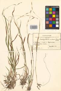 Brachypodium sylvaticum (Huds.) P.Beauv., Siberia, Russian Far East (S6) (Russia)