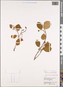 Alnus incana (L.) Moench, Eastern Europe, Northern region (E1) (Russia)