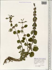Marrubium leonuroides Desr., Caucasus, Stavropol Krai, Karachay-Cherkessia & Kabardino-Balkaria (K1b) (Russia)