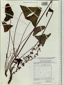 Rumex ×ujskensis Rech. fil., Siberia, Russian Far East (S6) (Russia)