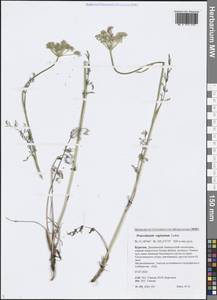 Peucedanum vaginatum Ledeb., Siberia, Baikal & Transbaikal region (S4) (Russia)