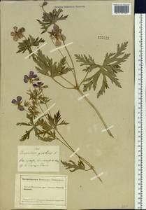 Geranium pratense L., Siberia, Altai & Sayany Mountains (S2) (Russia)