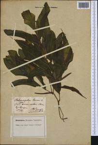 Potamogeton lucens L., Western Europe (EUR) (Germany)