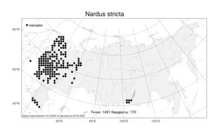 Nardus stricta L., Atlas of the Russian Flora (FLORUS) (Russia)