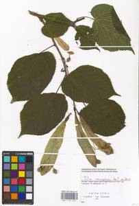 Tilia tomentosa Moench, Eastern Europe, Moscow region (E4a) (Russia)