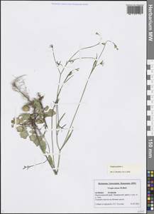 Crepis pulchra L., Caucasus, Black Sea Shore (from Novorossiysk to Adler) (K3) (Russia)