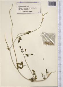 Astragalus, Middle Asia, Karakum (M6) (Turkmenistan)
