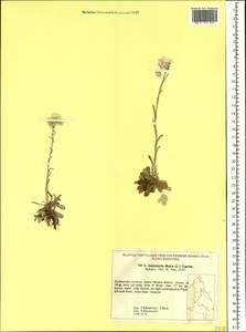 Antennaria dioica (L.) Gaertn., Siberia, Russian Far East (S6) (Russia)