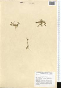 Lepidium aucheri Boiss., Middle Asia, Northern & Central Kazakhstan (M10) (Kazakhstan)