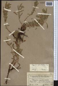 Polygonum fibrilliferum Kom., Middle Asia, Pamir & Pamiro-Alai (M2) (Uzbekistan)