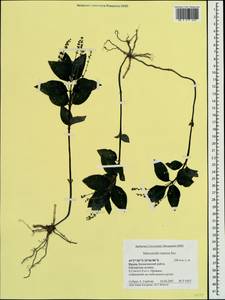 Mercurialis × paxii Graebn., Crimea (KRYM) (Russia)