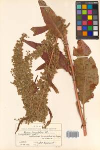 Rumex longifolius DC., Siberia, Russian Far East (S6) (Russia)