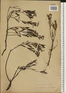 Andromeda polifolia L., Eastern Europe, North-Western region (E2) (Russia)