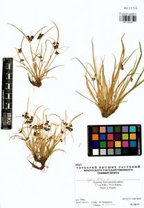 Cyperus fuscus L., Siberia, Baikal & Transbaikal region (S4) (Russia)