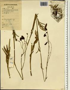 Sanguisorba, South Asia, South Asia (Asia outside ex-Soviet states and Mongolia) (ASIA) (China)