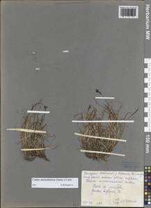 Carex bigelowii subsp. arctisibirica (Jurtzev) Á.Löve & D.Löve, Siberia, Central Siberia (S3) (Russia)