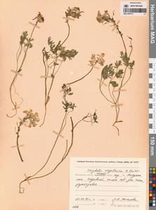 Corydalis magadanica A.P.Khokhr., Siberia, Chukotka & Kamchatka (S7) (Russia)