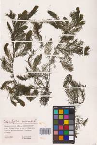 Ceratophyllum demersum L., Eastern Europe, Lower Volga region (E9) (Russia)