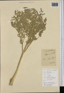 Ferula gummosa Boiss., South Asia, South Asia (Asia outside ex-Soviet states and Mongolia) (ASIA) (Iran)