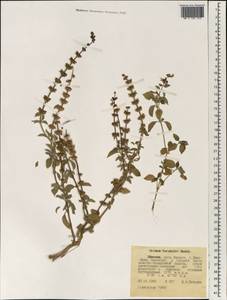 Ocimum forskoelei Benth., Africa (AFR) (Ethiopia)