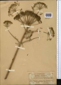 Ferula penninervis Regel & Schmalh., Middle Asia, Western Tian Shan & Karatau (M3) (Kazakhstan)