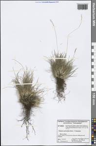 Festuca auriculata Drobow, Siberia, Central Siberia (S3) (Russia)