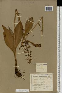 Platanthera bifolia (L.) Rich., Eastern Europe, North Ukrainian region (E11) (Ukraine)