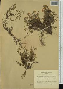 Helianthemum cinereum subsp. rotundifolium (Dunal) Greuter & Burdet, Western Europe (EUR) (Italy)