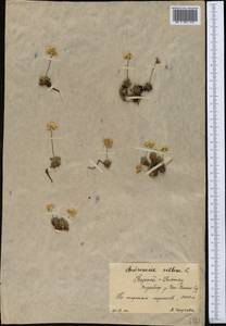 Androsace villosa var. dasyphylla (Bunge) Kar. & Kir., Middle Asia, Northern & Central Tian Shan (M4) (Kyrgyzstan)