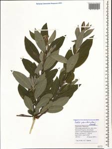 Salix pseudomedemii E. Wolf, Caucasus, Stavropol Krai, Karachay-Cherkessia & Kabardino-Balkaria (K1b) (Russia)