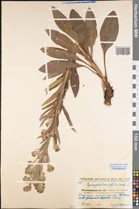 Cynoglossum officinale L., Eastern Europe, North Ukrainian region (E11) (Ukraine)