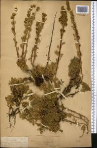 Artemisia rupestris L., Middle Asia, Dzungarian Alatau & Tarbagatai (M5) (Kazakhstan)