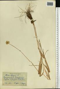 Allium obliquum L., Eastern Europe, Eastern region (E10) (Russia)
