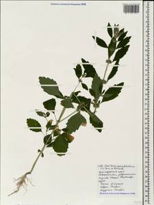 Chaiturus marrubiastrum (L.) Ehrh. ex Rchb., Caucasus, Black Sea Shore (from Novorossiysk to Adler) (K3) (Russia)