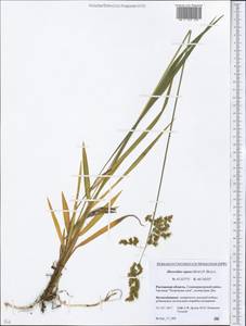 Anthoxanthum repens (Host) Veldkamp, Eastern Europe, Rostov Oblast (E12a) (Russia)