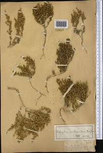 Halogeton arachnoideus (Bunge) Moq., Middle Asia, Muyunkumy, Balkhash & Betpak-Dala (M9) (Kazakhstan)
