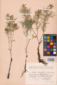 Adonis volgensis DC., Eastern Europe, Lower Volga region (E9) (Russia)