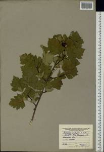 Crataegus ambigua C. A. Mey. ex A. K. Becker, Eastern Europe, Central forest-and-steppe region (E6) (Russia)