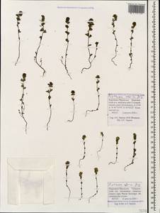 Euphrasia ossica Juz. ex Ganeschin, Caucasus, Stavropol Krai, Karachay-Cherkessia & Kabardino-Balkaria (K1b) (Russia)