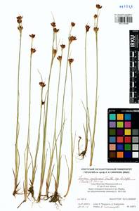 Juncus castaneus subsp. triceps (Rostk.) V. Novik., Siberia, Yakutia (S5) (Russia)