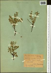 Sibbaldianthe bifurca subsp. bifurca, Siberia, Western (Kazakhstan) Altai Mountains (S2a) (Kazakhstan)