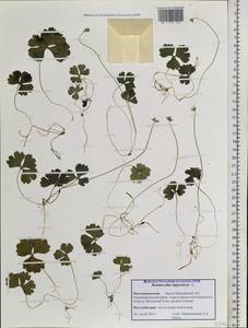 Coptidium lapponicum (L.) Á. Löve & D. Löve, Siberia, Western Siberia (S1) (Russia)