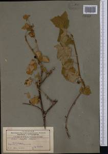 Ribes meyeri, Middle Asia, Northern & Central Tian Shan (M4) (Kazakhstan)
