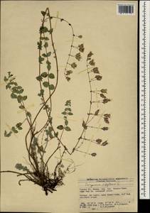 Origanum sipyleum L., South Asia, South Asia (Asia outside ex-Soviet states and Mongolia) (ASIA) (Turkey)