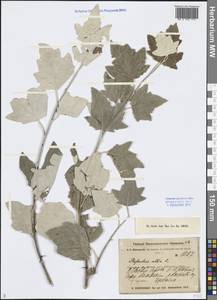 Populus alba L., Middle Asia, Muyunkumy, Balkhash & Betpak-Dala (M9) (Kazakhstan)
